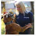 A rendőrség egyetlen bankjegykereső kutyájának kiképzője a dunakeszi bázison dolgozik