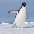 Az anális koronavírus-teszt nem okoz pingvinjárást a kínai hatóságok szerint