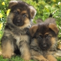 Ha Budán nem is, de Dunakeszin lesz kutyavásár 2021. augusztus 9-től 12-ig 9 és 12 óra között.