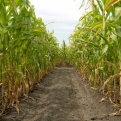 Hétvégén nyit a Tisza-tó első kukorica-labirintusa
