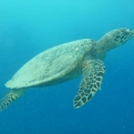 A tengeri teknősök kipusztulásához vezet a műanyagszennyezés